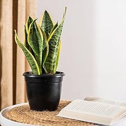 Snake plant indoor live plant kyari (Pack of 1)-image-88