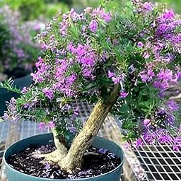 APOSOLUARD®Vietnamese blue bell tree Desmodium Trifidacanthus unifoliolatus Blue Braya Pre Bonsai (Medium Size) Healthy Bonsai Sapling Plant-image-26