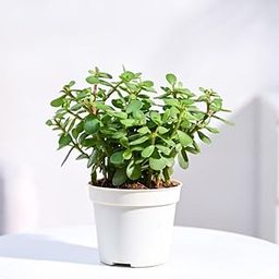 Bhajanlal Greenery Jade Plant crassula ovata | Live Healthy Good Luck Plant For Vastu, Home & Office Desk For Indoor Gardening | Pack Of 1 | small plant with Black pot-picture-6