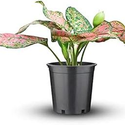 Mphmi Nurseryplant Aglaonema dud anyamanee, Aglaonema anyamanee (Green, Pink) - Plant-picture-23