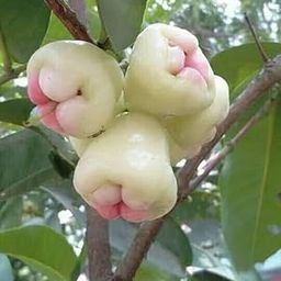 Rahaman " Sweet Jamrul/Wax Apple Whater Apple Grafted Hybrid Plant White Water Apple Fruit Grafted Hybrid Plants & Tree Home Garden And Roof top Garden Sweet Tasty Fruit Live Tree Plant-image-11