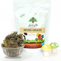 Gardening Bee Natural Green Dried Moss Grass | Moss grass for Garden | Moss Grass for Mulching, Layering, Soil and Pots in Home | Nice Green Appearance | Sphagnum Moss (500, Grams)-image-32