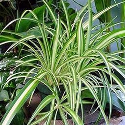 Live Plant Less Maintenance Spider (Chlorophytum) Air Purifying (1 Healthy Live Fruit Plant)-image-71