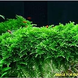 Moss and More - Christmas Moss 'Vesicularia Montagnei' Easy Live Aquarium Plant-image-0