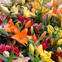 Udanta Seeds Asiatic Lily (Multicolor) Imported Winter Flower Bulbs Pack of 2 On Affordable Pack-image-90