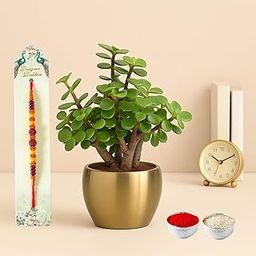 Half Engineer Jade Plant In Gold Tone Metal Pot 3 X 3 Inch Pot Included with Beaded Rudraksha Rakhi |Rakhi Gift|Rakshabandhan, Brother Bhai, Sister, Bhabhi-image-103