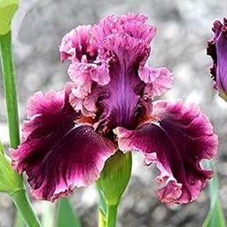 Radha Krishna Agriculture™ Imported Excellent Quality Iris Flower Bulbs for Home Outdoor Gardening Plants Flowering Bulbs (Pack Of 2)-image-63