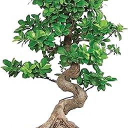 Bonsai Plant with Pot - Grafted Multicurve Bonsai Plants for Home Indoor Live pack of 2-image-30
