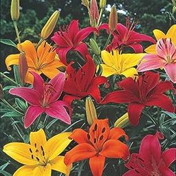 plantogallery Flower Bulbs | Asiatic Lily Lilium Flower Bulbs (Mix set of 4)-picture-30