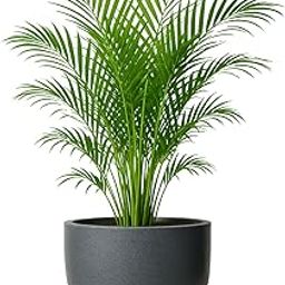 KYARI Premium 18 Inch Grey Planters for Indoor & Outdoor Plants Highly Durable Polymers | Lightweight, UV-Stabilized, Weather-Resistant Decorative Pots for Home & Garden-image-70