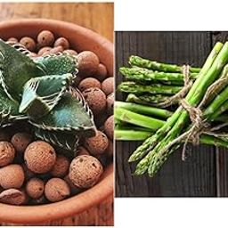 OhhSome Clay Balls (2 Kg-Approx 6-7 Litre) Clay Balls Light Expanded Clay Aggregate (Fly Ash) for Aquarium/Hydroponics/(2 Kg-Approx 6-7 Litre) & Herb Seeds Depot - Asparagus Herb Seeds Kitchen Pack-picture-10