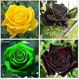 Bloom Bazaar Mixed Rose Seeds, Red, Black, Yellow, Green, Pack of 20-image-68