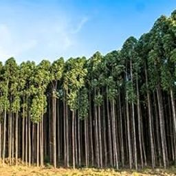 Eucalyptus seeds for planting, Eucalyptus globulus tree, gum trees 15 seeds-image-13
