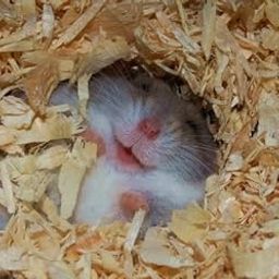 450grm Natural Wood Shaving Bedding for Hamster, Dwarf, Mice, Gerbil, Rabbit and Guinea Pig-image-57