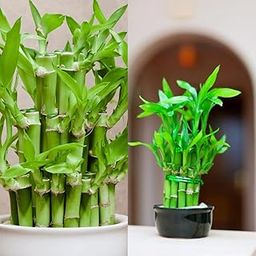Lucky Bamboo Feng Shui Plant for Home, Office, Desk & Table Décor – Easy to Maintain (Pack of 1 with pot)-image-40