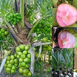 Gorgeous Glory Garden Live Thai Pink Coconut Tree Height 1-2 Feet Dwarf coconut tree Plant Fruit After 2-3 Years Hybrid 1 Healthy Live Plant With Pot-image-72