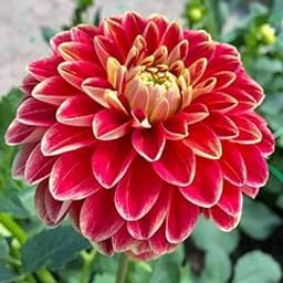 Radha Krishna Agriculture® Imported Dahlia Flower Bulbs Red | Fragrant Flowers Planting Bulb For all season Outdoor And Indoor Gardening Pack of 1-image-44