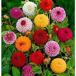 Zabbus Dahlia Mixed Colour Flower Seeds Hybrid F1 for Home Garden All Season (100 Seeds)-image-39