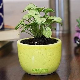 Leafy Tales Dwarf Syngonium Live Plant in Yellow Ceramic Urn Pot, Feng Shui Plant-image-90