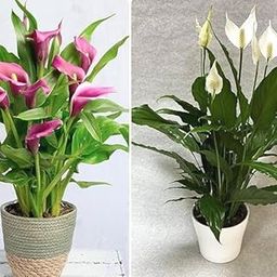 Set of 2 Lily Live Plant Pink And White Color | Spathiphyllum Plant Indoor Outdoor Oxygen Supplier Good Luck with Round Plastic pot for Homm Office and Living Room-image-66