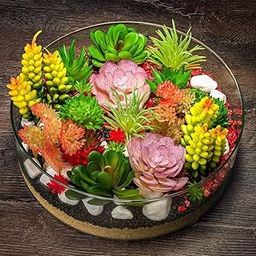 60+ SEEDS - Air Purifier Succulent Cacti Cactus Seeds For Planting Grow Year Round, Grow Indoor/Outdoor-image-5