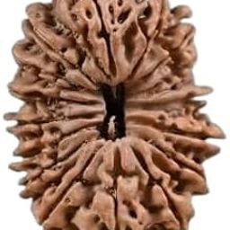 21 Mukhi Rudraksha Original Certified Nepal 21 मुखी रुद्राक्ष नेपाल ओरिजिनल सर्टिफाइड Energize Twenty One Mukhi Rudraksha Oval Shape Ekkis Mukhi Rudraksha with Capping for Men & Women by IRIS GEMS-8