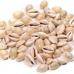 Natural Kawdi/Kaudi/Kowdi/Cowrie/Koudi Shells (Laxmi and Diwali Pooja Article, Multicolour) - Set of 101-picture-17