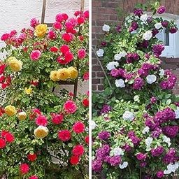 50+ SEEDS- Duo Climbing Rose 'Mystery Wonder' Mix Seeds Pack For Home Garden-image-33