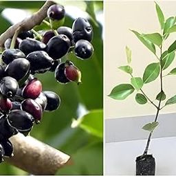 Dishita Go Green - Live Fruit Plants (Thai King Black Seedless Jamun Plant - Hybrid Super Yielding Early Fruting Live Tree, Pack of 1 Healthy Plant Height 1.5-2 Feet)-image-79