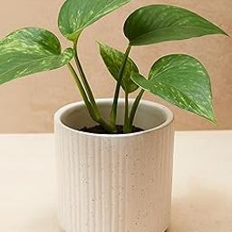 Yo Green Money Plant Live Indoor in Ceramic Pot – Air Purifying Lucky Plant for Home & Office Decor – Vastu/Feng Shui Gift for Prosperity & Good Luck (With 5 inch Ceramic Pot)-image-32