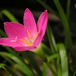 Live Green Flower Bulbs |Rain Lily Flower Bulbs For Home Gardening (10 Bulbs Pack) Pink Color-image-19