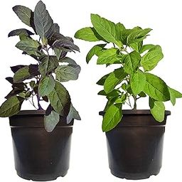 HN Organics Tulsi Plant Live Combo with Pot [ Rama Tulsi & Krishna Tulsi ] (Tulsi Combo | Small)-image-34