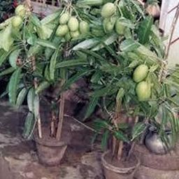 Creative Farmer All Time Mango Plant Thailand Alltime Baramasi Plant(Grafted) Exotic Fruit-image-70