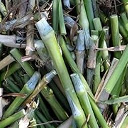 Super napier grass stick (30 pc)-image-9