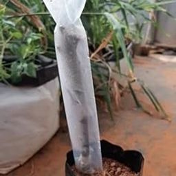 SIDDHI Grafting Cover Size- 2 x 10 inch Nursery, Garden and Outdoor Plants, Pack of (1000)-image-72