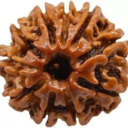 10 Mukhi Rudraksh Rudraksh Rudraksha Bead,Certified, Original Rudraksh Bead/Natural Rudraksha Bead (Brown) with Certificate and Puja Instructionsx90-image-80