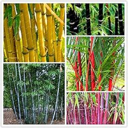 Creative Farmer Bamboo Combo Pack - All In One Pack Bamboo Seeds Garden Pack-76