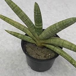 Grin Heaven Nursery, Sansevieria Boncel Starfish Live Plant-image-31