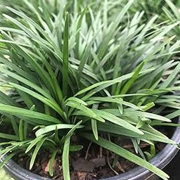 The Four Seasons Mondo Grass Dwarf | Monkey Grass | Ophiopogon Japonicus | Natural Live Plants in Pot-image-53