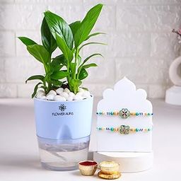 Floweraura Premium Handcrafted Set Of 2 Royal Blue Rakhi With Peace Lily Plant In Self Watering Pot Include Roli Chawal Set - Rakhi Gift Hamper For Brother, Bhai, Kids, Bhaiya, Cousins-image-18