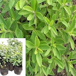 Bahan Traders Rare Stevia Plant Stevia Rebaudiana Sweet Leaves Live Herbal Plant With Polybag-10