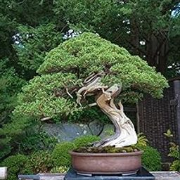 Bonsai banyan tree live plant big || live plant for big banyan bonsai, pack of 2-image-44