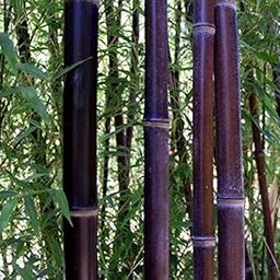 Nema Rare Black Nigra Bamboo Seeds - 50 Pcs-image-10