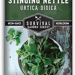 100+ SEEDS- Stinging Nettle Seed for Planting Grow Medicinal Herb Common Stinging Nettle in Your Garden - Non-GMO Heirloom Variety-image-30