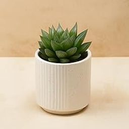 Yo Green succulent plant for Living Room - Healthy Indoor Feng Shui Plant, Low Maintenance, Air Purifying, Home Decor, Gifting, office desk (Haworthia Retusa with Ceramic Pot)-image-78