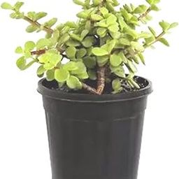 Earth Eagle Jade Plant(Crassula Ovata) Live Healthy Good Luck Indoor Plants For Home &Office Desk On PolyBag For Indoor Gardening-image-69