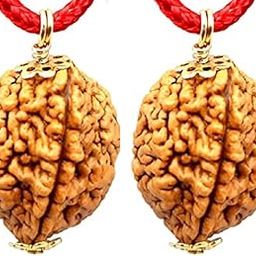Combo of 2 Mukhi RUDRAKSHA lab Certified (Brown)-picture-21