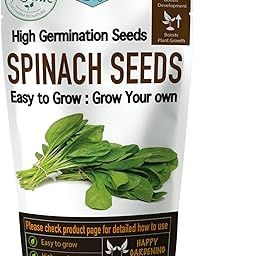 Shiviproducts Desi Leafy Nutritious Spinach (Palak) Seeds for Home Garden (100 gm)-image-66