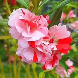 Balsam flower seeds double petal - Mixed colour double balsam flower - Pack of 138-image-14