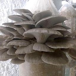100 Phoenix Oyster Mushroom Spawn Plugs/Dowels to Inoculate Logs or Stumps to Grow Gourmet and Medicinal Mushrooms - Grown Your Own Mushrooms for Years to Come-7